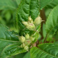 Himalayan Balsam